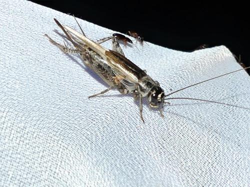Eumodicogryllus bordigalensis bordigalensis